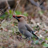 Мировой закусон! :: Вячеслав Алтай Мировой закусон! :: Вячеслав Алтай