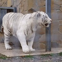 В парке Тайган :: Татьяна Тюменка В парке Тайган :: Татьяна Тюменка