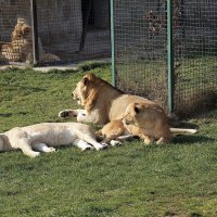 В парке Тайган :: Татьяна Тюменка