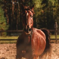 Миттельшпиль :: Кристина Щукина