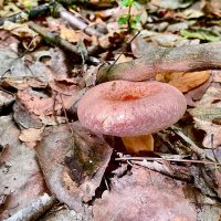 Волнушка :: Владимир Башко