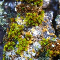 Микромир :: Жанна 