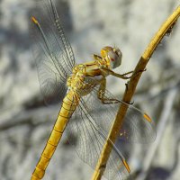 Молодой прямобрюх :: Константин Штарк
