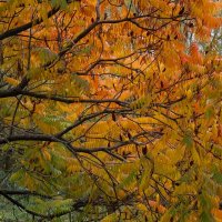 Осеняя пора :: Мария Реброва