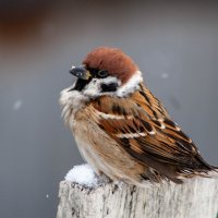 Портрет :: Владимир Иванович