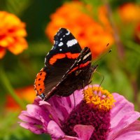 опять про бабочек...63 :: Александр Прокудин опять про бабочек...63 :: Александр Прокудин