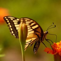 опять про бабочек...64 :: Александр Прокудин