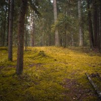 Полянка в лесу :: fogmeadowww m