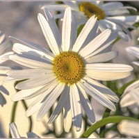 Про лето и цветы :: Aquarius - Сергей