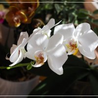 Моя коллекция орхидей :: Irene Irene