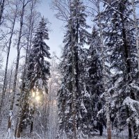 Зима :: Сапсан 