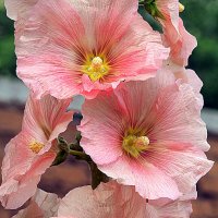 они на радость нам даны :: Олег Лукьянов они на радость нам даны :: Олег Лукьянов