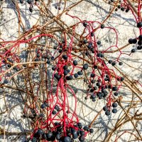 Девичий виноград :: Veera V