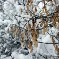 Зимнее... :: dindin 