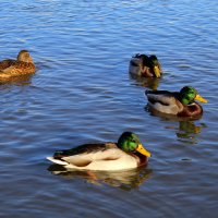 Одна и трое) :: Татьяна Лютаева