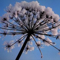 Во всей красе :: Людмила Смородинская