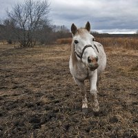 Прогноз погоды не расскажите? :: Владимир Хиль