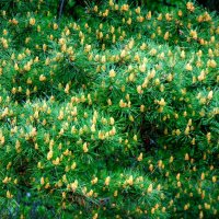 Сосновый ситец. :: nadyasilyuk Вознюк Сосновый ситец. :: nadyasilyuk Вознюк