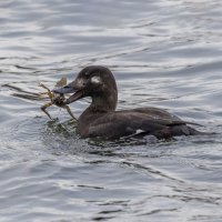турпан. :: юрий макаров турпан. :: юрий макаров