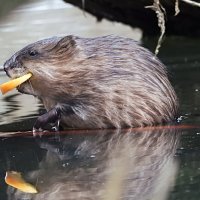 Ондатра :: Лина 