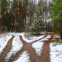 Лес после снегопада. :: Милешкин Владимир Алексеевич 