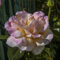 Глория  Дей :: Валентин Семчишин