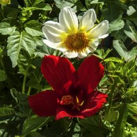 Георгина  белая  и Гибискус :: Валентин Семчишин