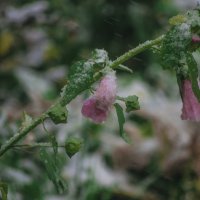 ЦВЕТЫ - Первый Снег :: Владимир Максимов