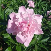 июнь :: Елена Шаламова