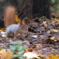 В зимней шубке. :: Владимир Безбородов В зимней шубке. :: Владимир Безбородов