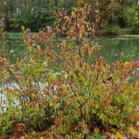 Осенний этюд :: Рита Симонова