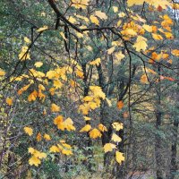 Осенний этюд :: Рита Симонова