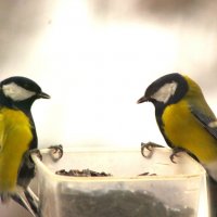 Ну, что ? Приступим ! :: Юрий Куликов