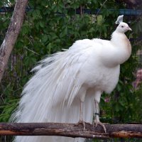 Редкая птица :: Борис Русаков