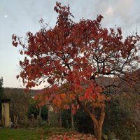 Ноябрь. Хурма :: Tata Wolf Ноябрь. Хурма :: Tata Wolf