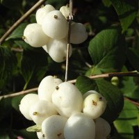 Снежноягодник :: Freddy 97