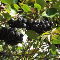 Черноплодная рябина :: Freddy 97