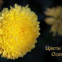 *** :: Лилия * *** :: Лилия *