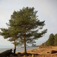 Репино :: Наталья Герасимова Репино :: Наталья Герасимова