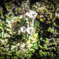 ЛИШАЙНИКИ :: HART BAD