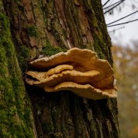 Трутовик серно-жёлтый... :: Николай Гирш