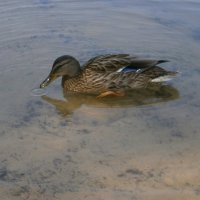 * * * :: Алёна Савина