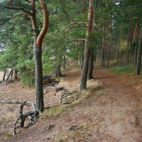 Репино :: Наталья Герасимова