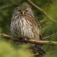 Сыч воробьиный. :: Nik Lovec