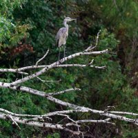 Цапля :: Вячеслав Алтай