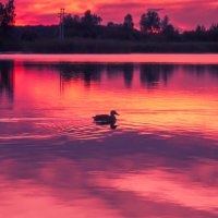 Утка :: fogmeadowww m