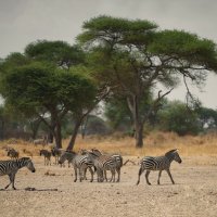 Полосатики... :: Liliya 