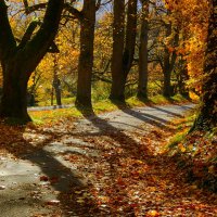 Осенняя дорожка :: Юрий. Шмаков Осенняя дорожка :: Юрий. Шмаков