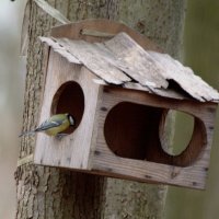 Синица на кормушке :: Сергей Владимирович Егоров