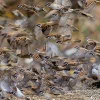 Банда :: Валерий Черняк